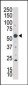 SGK3 Antibody (N-term)